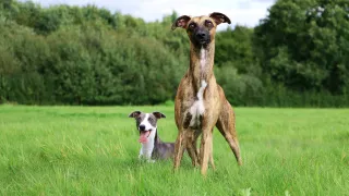 3 Top Tips For Handling Prey Drive