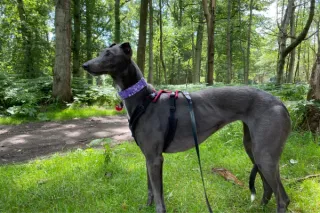 3 Reasons Your Dog Is Pulling Onlead