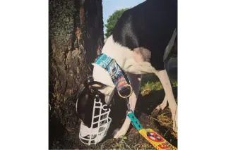 Muzzle Training Your Whippet