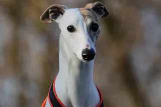 Will A Harness Increase Reactivity?