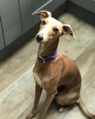 Why Is My Whippet Nervous?