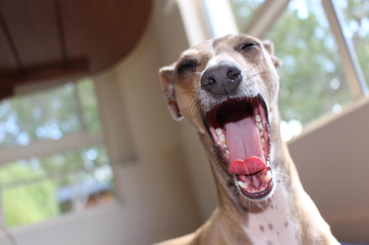 Teenage Dogs - 3 Mistakes Your Making!