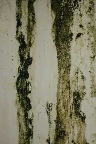 Preventing Mold Growth: Simple Steps to Keep Your Home Mold-Free