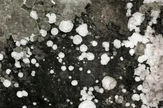 Common Signs That Indicate You Need a Mold Inspection in Brockton, MA