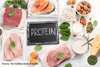 Protein. The Building Bock of Health