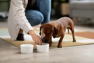 Encouraging Pet Retailers to Research the Nutritional Needs of Their Pet Families' Pets