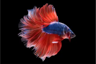 Best Practices for Presenting Bettas for Sale in a Retail Store