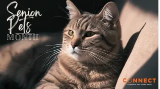 Senior Pet Month