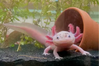 Where Live Animals Create Real Connections