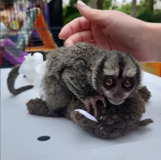 Animal-Assisted Therapy: Healing and Hope Through Exotic Encounters 