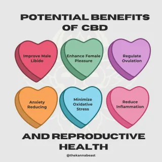 The Surprising Link Between Cannabinoids and Reproductive Wellness