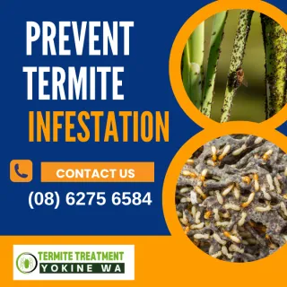 Common Signs Of Termite Infestation In Your House