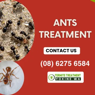 Ant Control VS Ant Treatment In Yokine