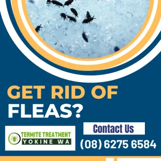 How To Get Rid Of Fleas In Yokine