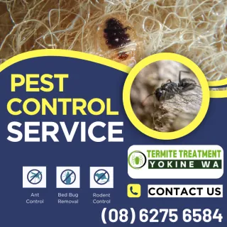 The Importance of Pest Control Treatments in Restaurants