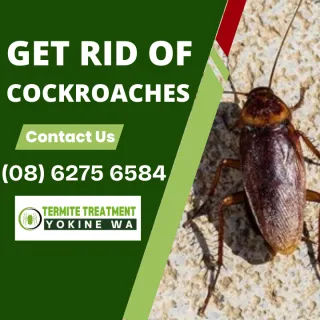 German cockroaches in a commercial setting
