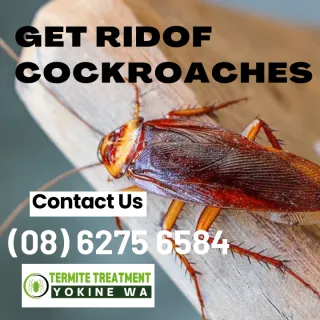Cockroach Facts