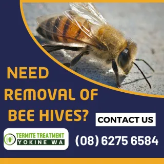 WHY BEES DIE AFTER STINGING