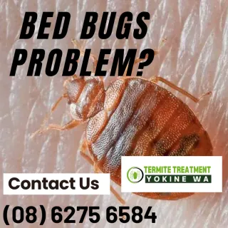 I Have Bed Bugs, Am I Going To Die?