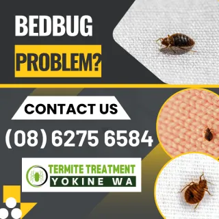 How to – Bedbug inspections