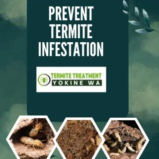 Top 5 Bugs That Look Like Termites