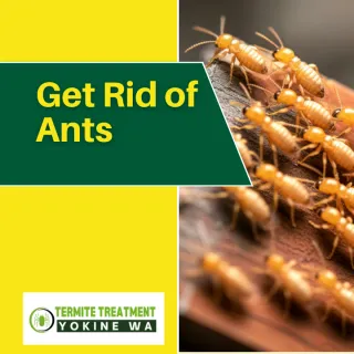 Carpenter Ants vs Termites: Which is Worse?
