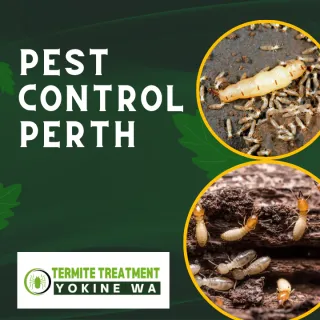 Termite Pest Control Treatment for Lasting Protection