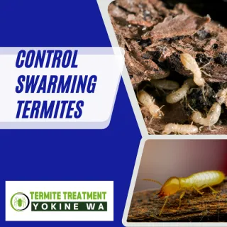 HAVE YOU SPOTTED SWARMING TERMITES