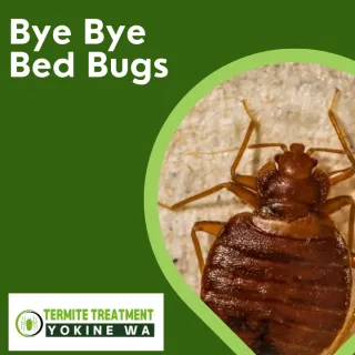 Best Bed Bugs Treatment Tips for a Peaceful Sleep