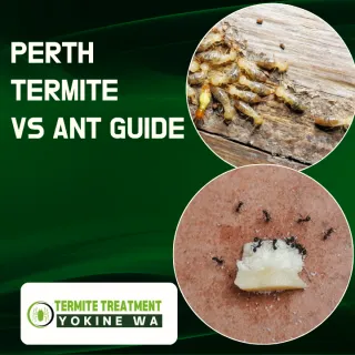 Flying Termites vs Flying Ants: How to Spot the Difference in Your Perth Home