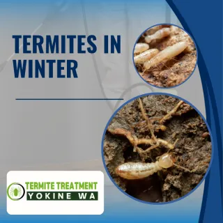Termite Activity During Winter Months