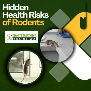 Understanding the Health Risks Caused by Rodents