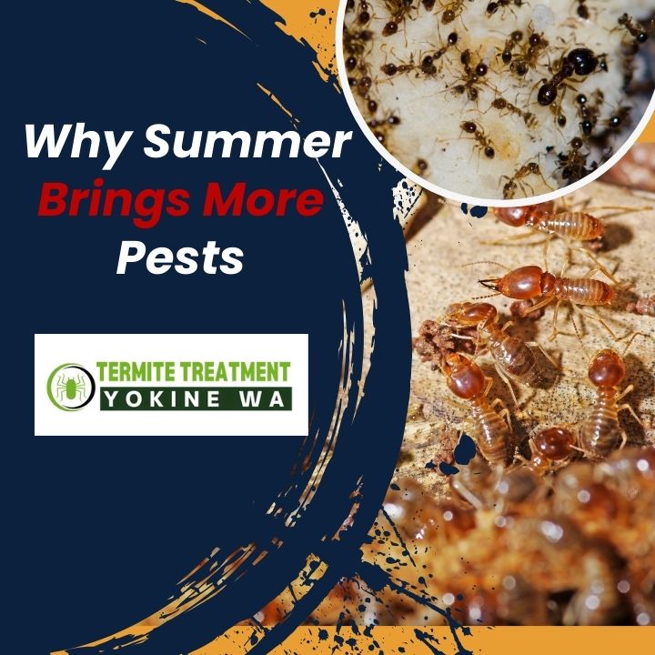How Summer Brings More Pests Into Your Home