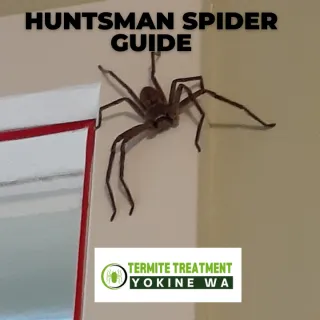 The Huntsman Spider: Perth’s Eight-Legged Wonder