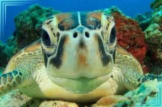 From Hatchlings to Ocean Wanderers: Understanding the Sea Turtle Lifecycle