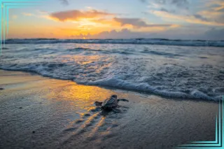 Beach Best Practices: How to Ensure Sea Turtle Safety on Fort Walton Shores