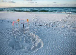 Community Engagement & Education: Workshops and Events for Sea Turtle Preservation in Fort Walton Beach