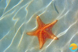 Please Don’t Touch the Starfish — Here’s Why It Matters