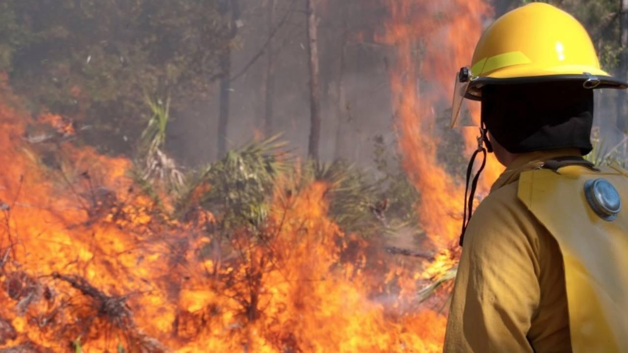 Can healthcare learn from the US Forest Service?
