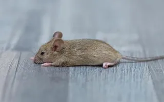 Benefits of having mice (not as pets)