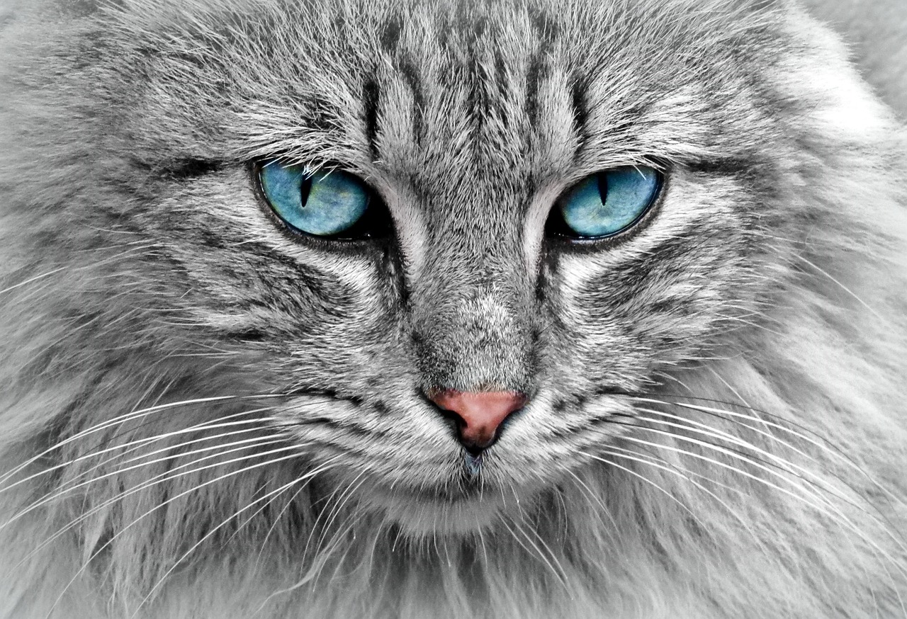 The Science of Focus: Why It Matters and How to Improve It