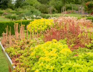 Groene Daken en Gevelbegroeiing: Mooi, Duurzaam… maar Wat Zijn de Valkuilen?