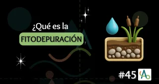 Qué es la fitodepuración y cómo diseñar sistemas de tratamiento de aguas sostenibles