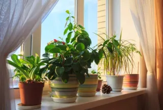 Growing a Healthy Garden with Regenerative Practices
