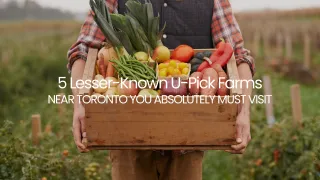Discover the Best Hidden Gems: 5 Lesser-Known U-Pick Farms Near Toronto You Absolutely Must Visit