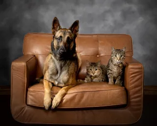 German Shepard Training