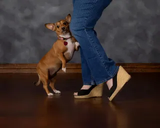 What does your social media say about you and your pet?