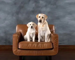 Happy Pets