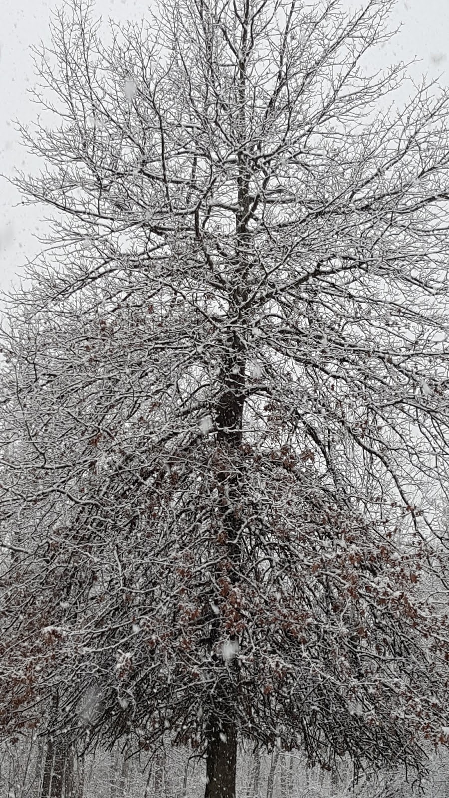 O For The Love Of Nature