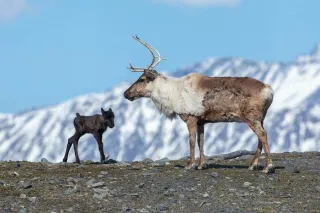 From Moose to Majestic Views: Discover the Wild Heart of Anchorage at JBER


